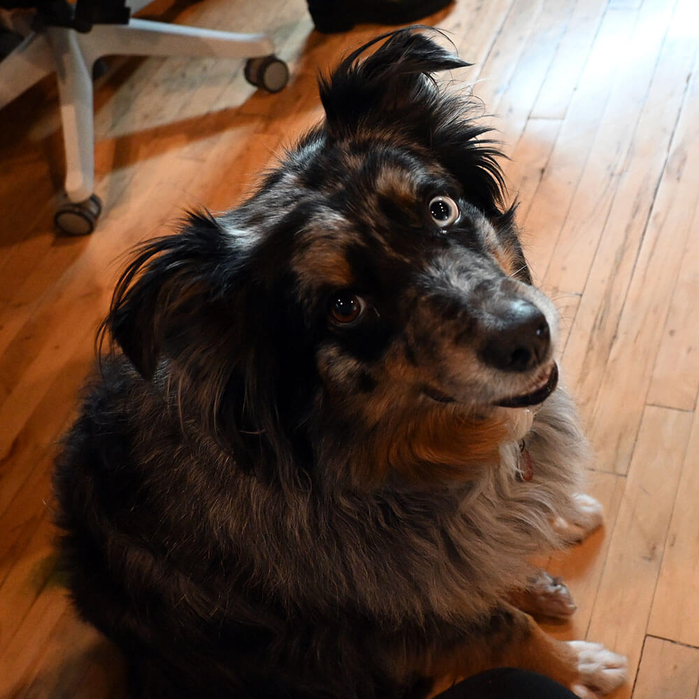 Penny, the owner's Australian Shephard